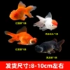 Sifang Lai Cai San (8-10cm large size) goldfish (black dragon 1 red dragon 1 red lion 1 good luck 1) + fish food