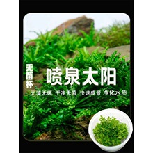 �o������Ȫ̫�ˮ��ǰ�����~����쾰���ò�ƺ�o������ˮ�����