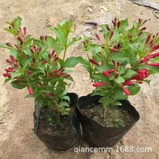 ���l�t�����\�������Թ��@�ر�ͥԺ��·�G�������ļ��Nֲ�^��ֲ��