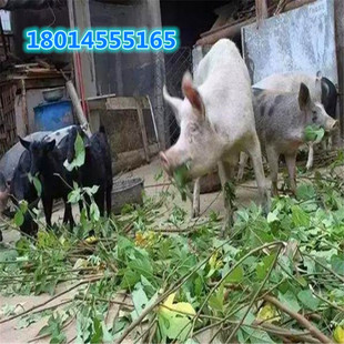 ��B�i��ţ�s�������� �ϱ����Nֲ�s������С��M�����仨���ļ�