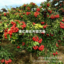 ɽ高޽tϱNֲشoۼtɽ