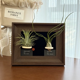 Air Pineapple Photo Frame Decorative Painting Office Bedroom Soft Decoration Plant Green Plant Ornaments Living Room Desktop Niche Retro