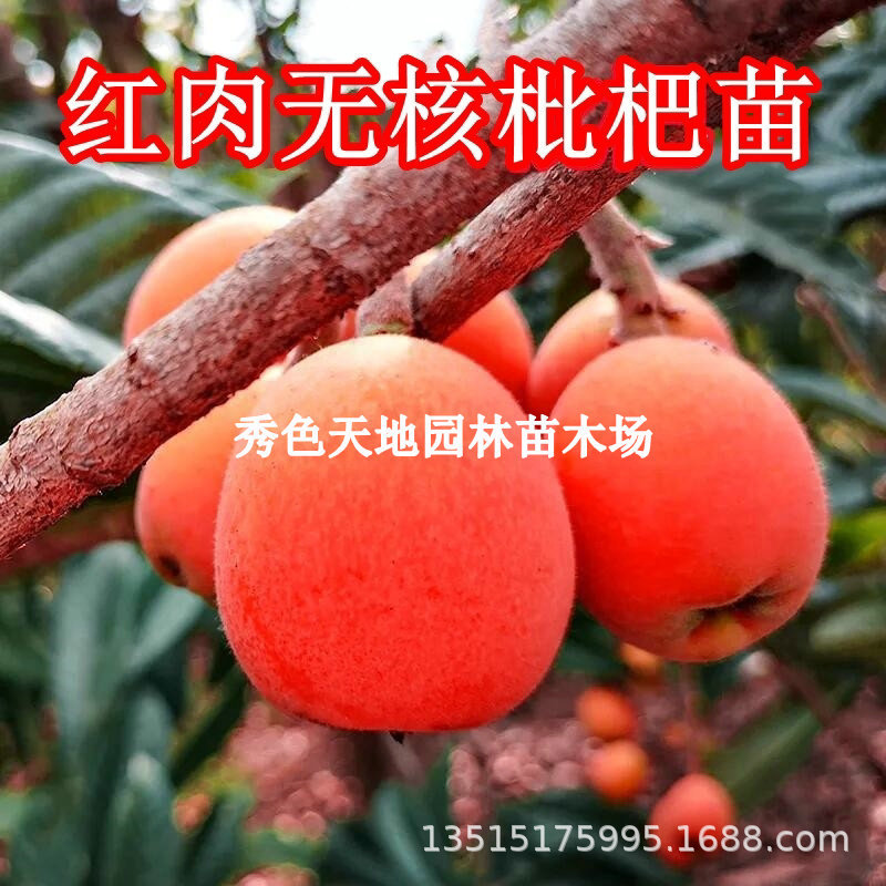 无核砂糖红皮红肉枇杷树苗南北方种植枇杷苗盆栽地栽果树当年结果