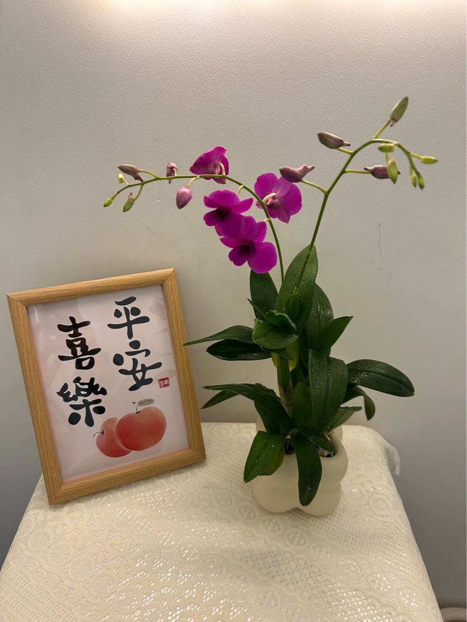 Саженцы орхидеи дендробиум, поставляемые с цветами, цветущие в любое время года, керамический цветочный горшок в кремовом стиле, чайный стиль.