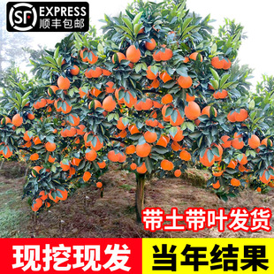 Gannan Navel Orange Seedlings Newhall Navel Orange Seedlings Grafted Orange Saplings Planted in Pots in the North and South and Planted in the Ground to Produce Results in the Same Year