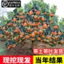 赣南盆栽种植纽荷尔脐橙苗
