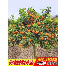 �o��ɳ���������Ә�ɰ���٘������Ե��Խ��Ә����Ϸ������������