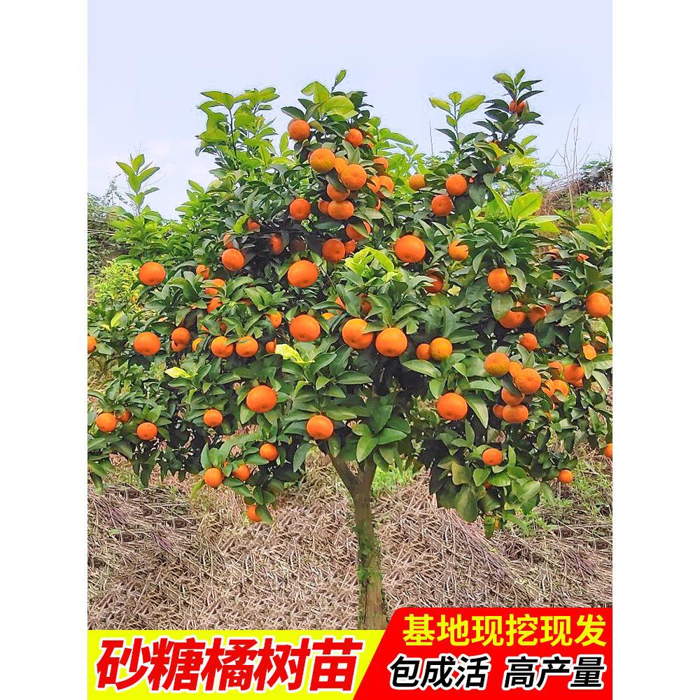 无籽沙糖橘苗橘子树砂糖橘树苗盆栽地栽桔子树苗南方果树橘子苗树