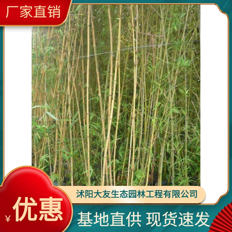 Базовые Оптовые саженцы золотого бамбука собственного производства саженцы живописных мест ландшафтный дизайн дороги садовая инженерия озеленение саженцев