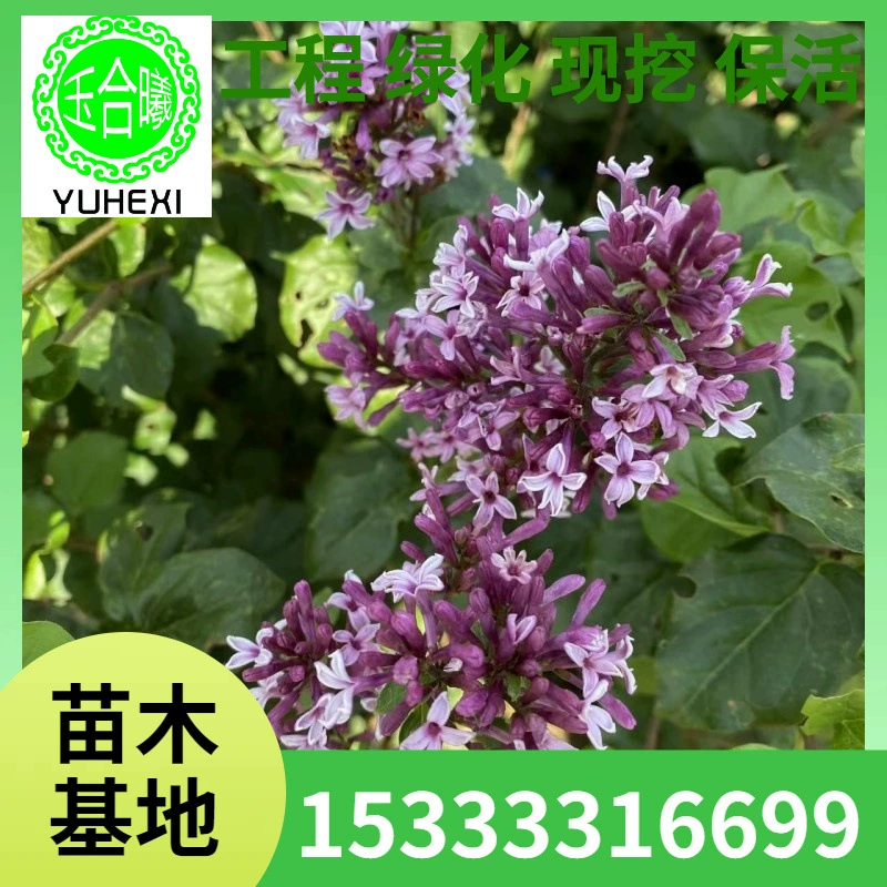 Саженцы сирени, сирень, малолистная сирень, четырехсезонная сирень, шары сирени, кочки сирени, рассада для зеленения питомников