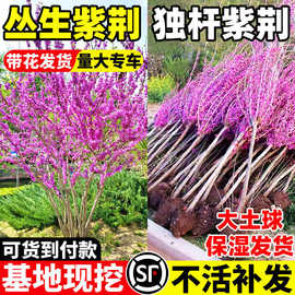 紫荆花树苗室外花卉南北方植物庭院丛生四季开花绿化园林风景树苗