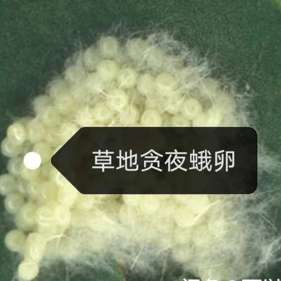 2、草地贪夜蛾卵.jpg