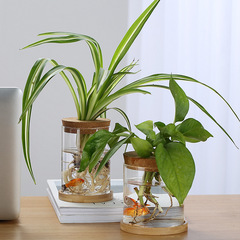 水培植物生態瓶多規格緑羅瓶高ホウ素シリコンガラス花瓶水養微景観植物瓶置物