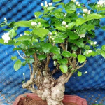 广西重瓣茉莉花老桩盆栽四季开花好养易活室内室外盆景水培