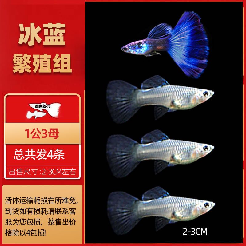 孔雀鱼热带鱼小型活体观赏鱼凤尾鱼冷水好养耐活耐养金鱼斑马活鱼|undefined