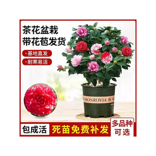 �ļ������軨���Ԏ�������ɫ�൤ɽ�軨�����ɫ���B�����҃�ֲ��