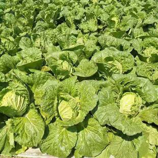 Summer Heat-Resistant Summer Sun Chinese Cabbage Seeds Heat-Resistant 50 Days Four-Season Vegetables Autumn Sowing Cold-Resistant Cabbage Seeds