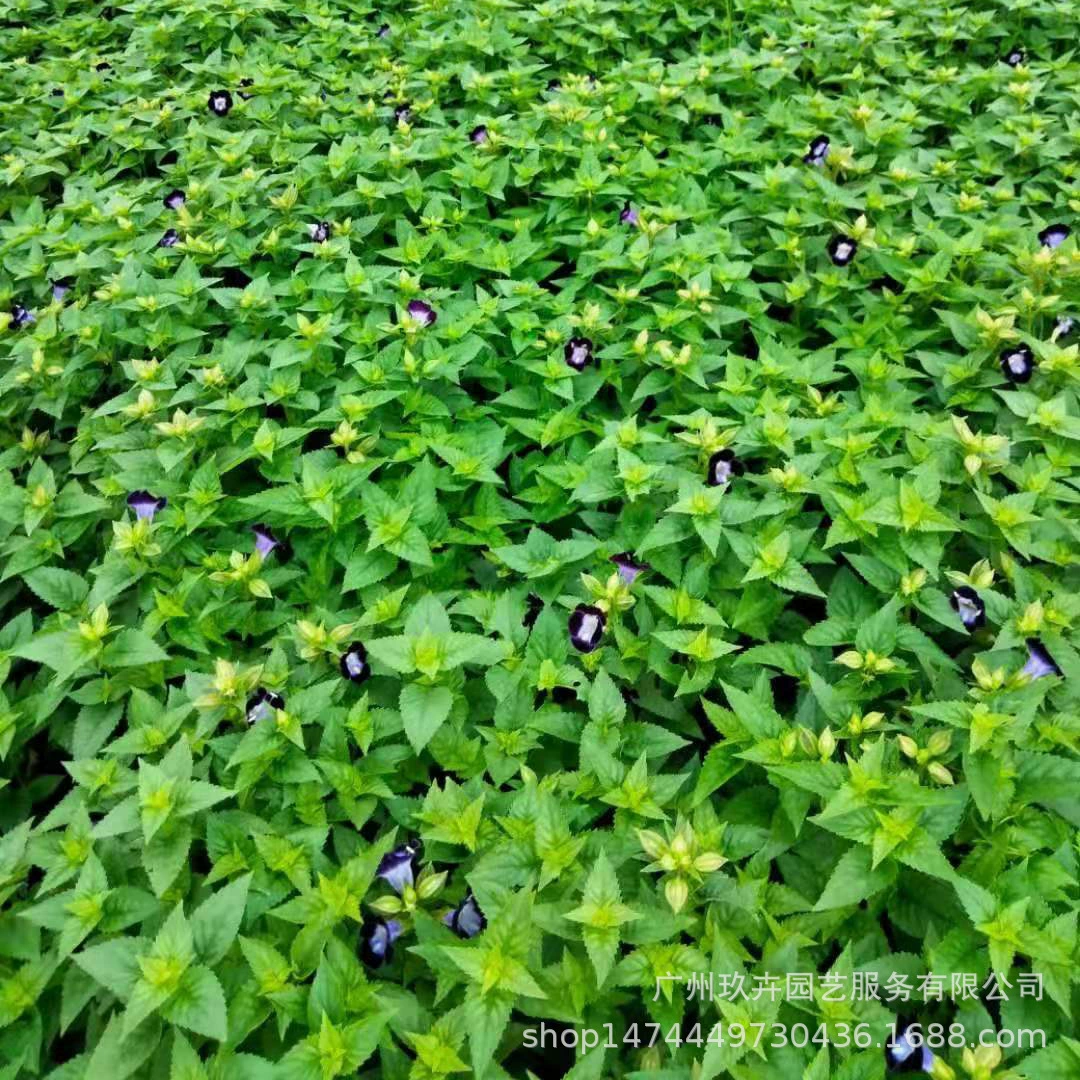 Голубая свинья уха (летние анютины глазки) Цветочный ЗАВОД горшечный сад пейзаж Сад Цветок зеркало цветок зеленое растение