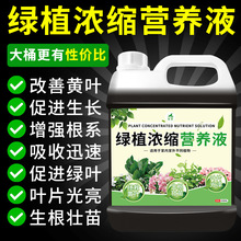 营养液植物通用型花肥家用盆栽发财树富贵竹绿萝多肉花卉绿植肥料