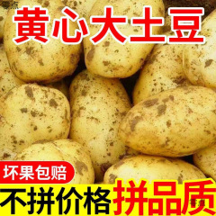 黄皮ジャガイモ、新鮮な掘り出しジャガイモ、季節の野菜、本格的な全箱卸売粉もちジャガイモ、アマゾン