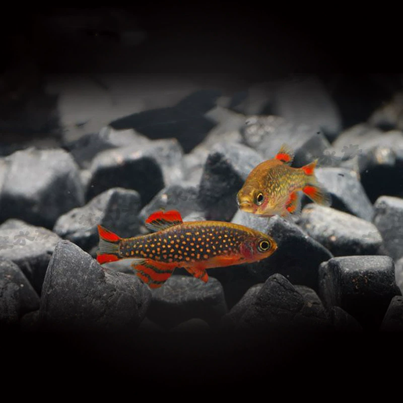 Fire Wing Golden Diamond рыба живая тропическая рыба жемчужная лампа Galaxy Star Алмазная лампа рыба Плавание Рыба декоративные рыбы рыболовная ферма оптом