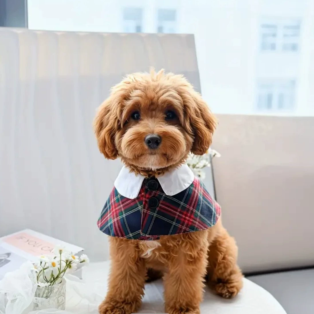 Собачья одежда Осенний плащ Британские модные милые Тедди Шнаунери Бомей-Уэст-Хайлендс Кики Плащ для домашних животных