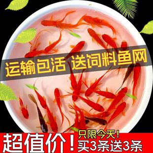 �t�ݽ��~�t���~С�t���~С���~С�t�~��ˮ�~�\�a�~�\���~���w���