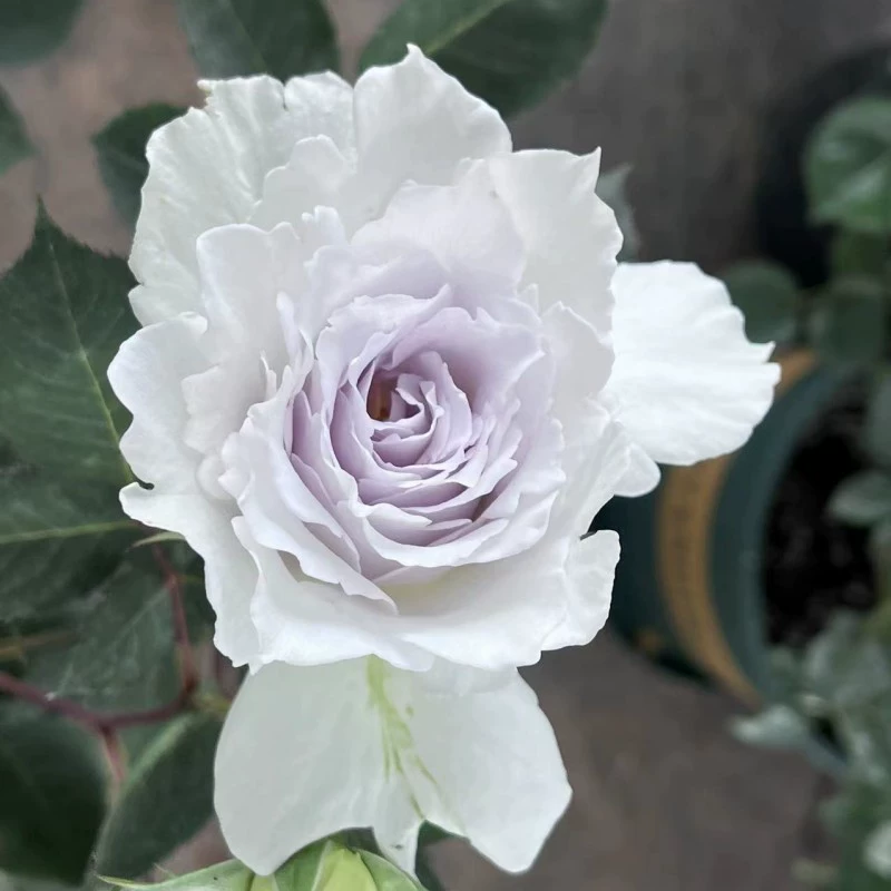 Гавриил Архангел Роза Рассада Очень Большой Цветок Роза Рассада Фруктовый сок в горшке Балкон Четырехсезонный Цветущий кустарник