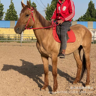 �F���T���R�Rƥ �����R�^�pӰҕ���R���^���U�Rƥ������ُ��Ѫ�R