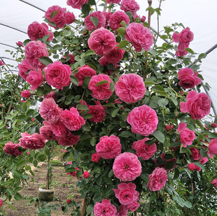 ��ɫ�_�����_���C���¼������ٱ�ֲ�ﻨ�����Ե����ļ������Nޱ��