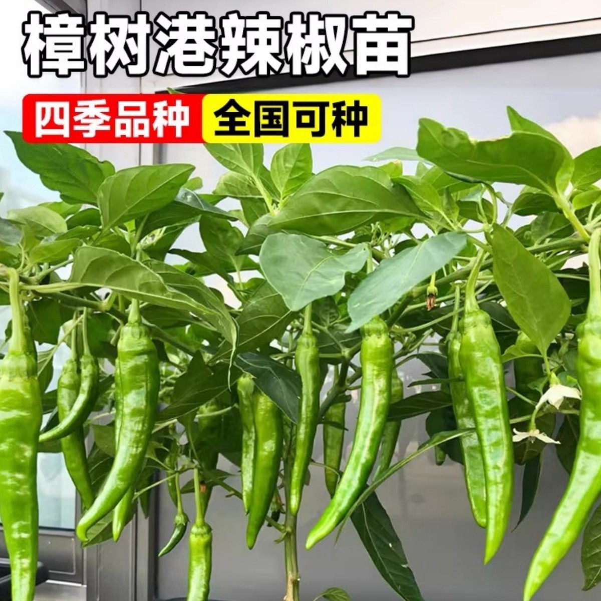 正宗樟树港辣椒苗朝天椒辣椒种孑盆栽大全秧苗湖南辣椒种籽子四季