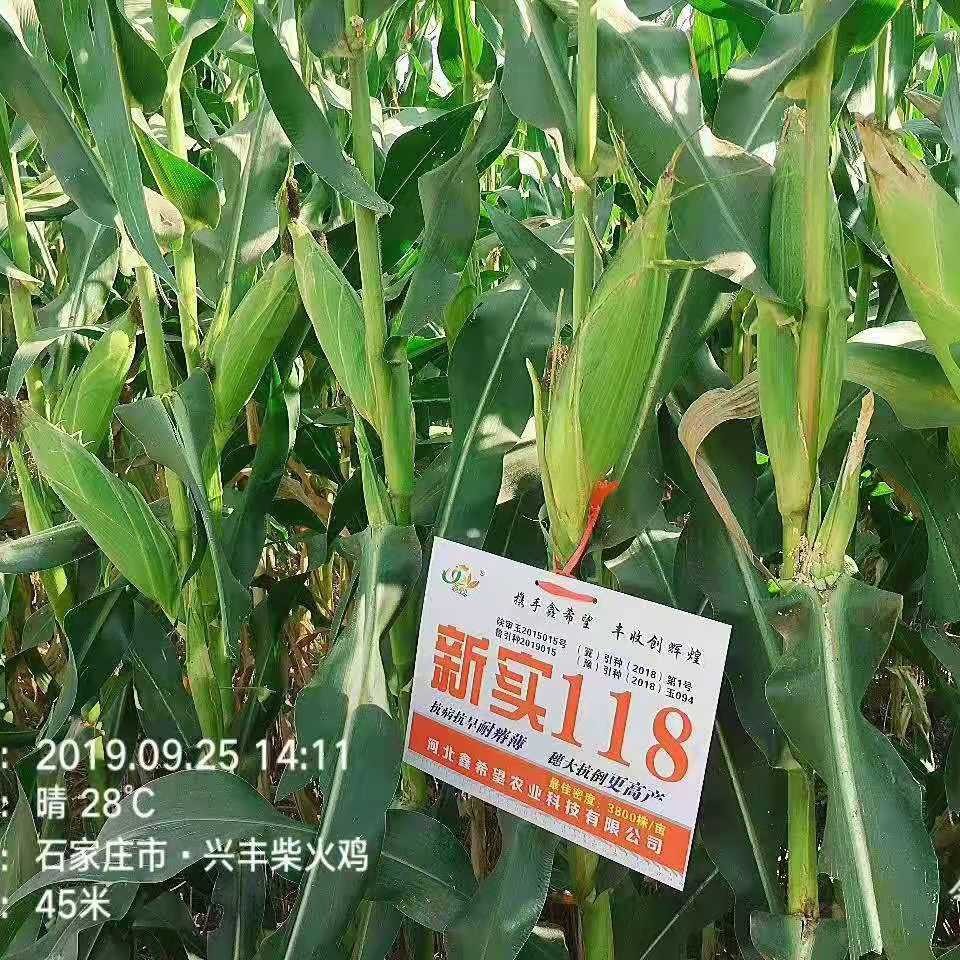 White Stalk Xin Shi 118 Corn Seeds General Agricultural Seeds