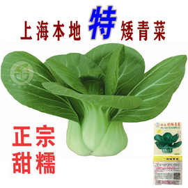 蔬菜种子上海正宗本地特矮上海青菜种子原种上海青种子鸡毛菜油菜