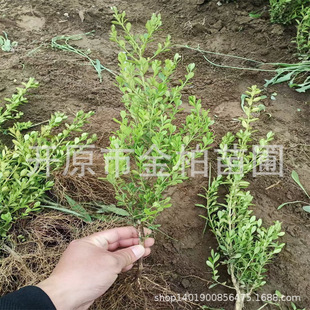 С�~�S��ľ���l�S����糣�G��ľ�����S��G�h���r�S���������