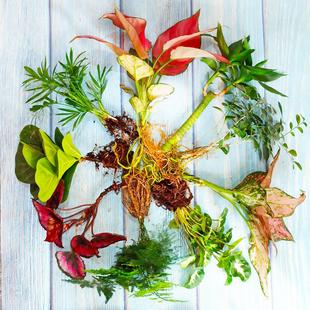 �W�y��̦�\ˮꑸ�ֲ���҃��k�����������ԾGֲ����ˮ�����籬��