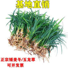 矮麦冬草庭院玉龙草苗耐寒践踏园林绿化苗木草坪植物金边麦冬草