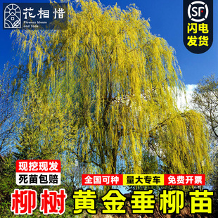 ���������S��������ֱ�����繫�@�G���е���@���L�����������ľ