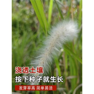 Ұ����é�ݷN�Ӊ��^ɽ�¾G����ë�ѾG���N����Ȕ����é�ļ����N