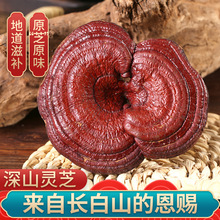 紫灵芝赤灵芝500克长白山半野生整枝灵芝可切片包邮