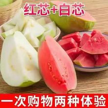 现摘现发红白双拼芭乐番石榴新鲜水果当季软脆奶油软心斤装