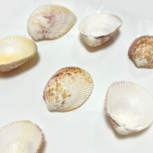 5-10cmؐ����Ȼ�����Bβ���Bβؐ �~���b�ɺ��ˮ���쾰�Ĕz����