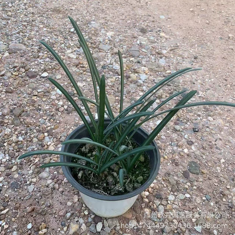 Бианхуа Lycoris Radiata цветочное растение в горшке Крытый зеленый завод Парк двор Цветочная кровать декоративное растение четыре сезона цветение