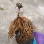庭院开花植物种植花苗