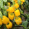 黄炫彩甜椒种子橙色大果金色辣椒种黄灯笼椒彩椒种子青椒蔬菜种子