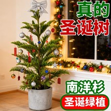 南洋杉盆栽真圣诞树苗南洋松树苗室内外装饰大型绿植盆栽四季常青