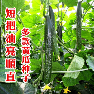 �S�ϷN���ļ��Nֲˮ���S�ϲ�����Ů�紺�̨���S���r���߲˷N��