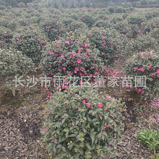 ���l��÷�� 60�ڷ���÷�� �������� ���ϲ�÷��a��ֱ��