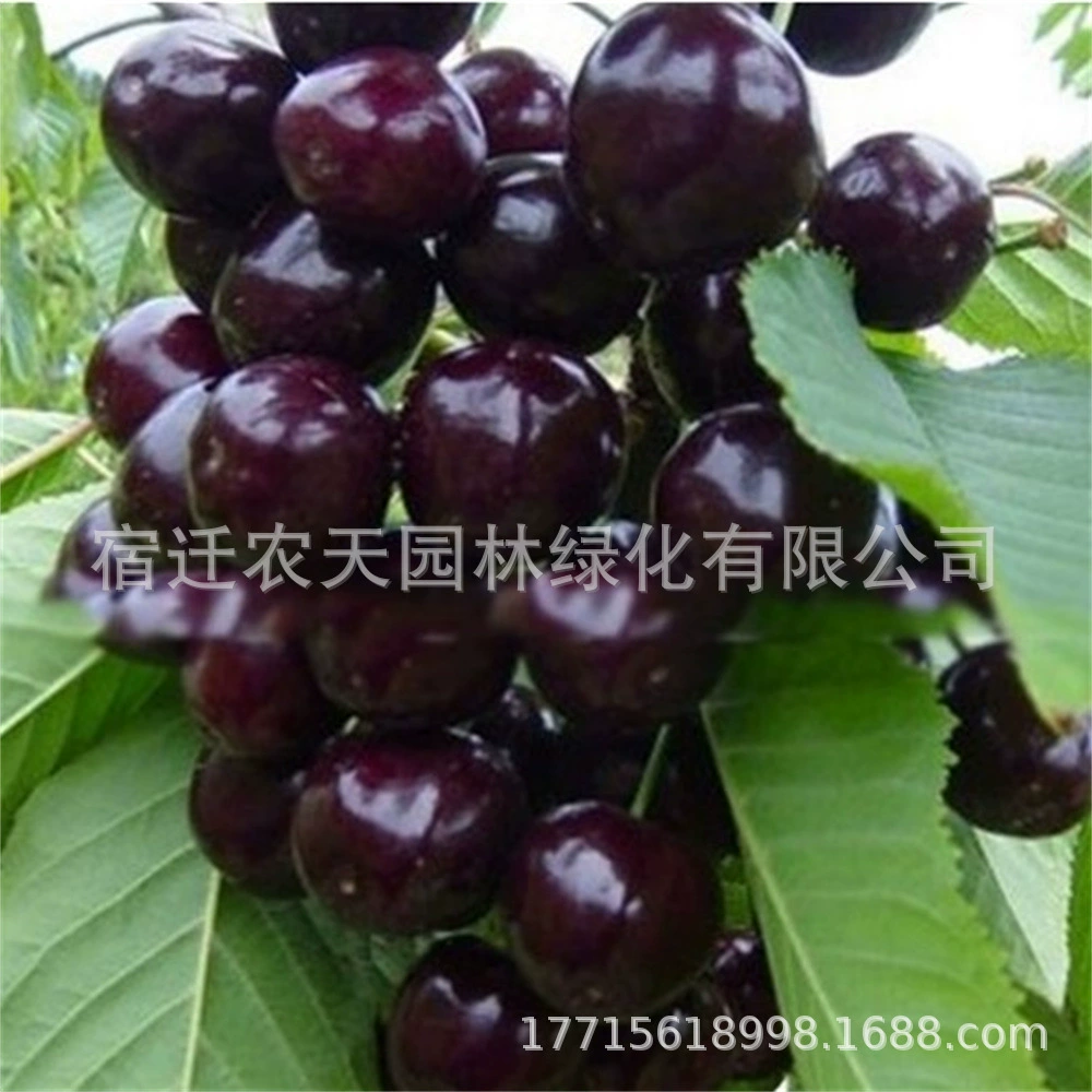 Саженцы вишни «Черная жемчужина», гномические горшечные растения, посаженные в грунт, плодоносящие в том же году, очень большие саженцы вишневых деревьев, посаженные на севере и юге.