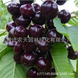 黑珍珠车厘子树苗矮化盆栽地栽当年结果南北方种植特大樱桃果树苖