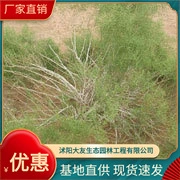 Базовые Оптовые сорта саженцев белой Artemisia sphaerocephala собственного производства, полный проект живописного ландшафтного дизайна, Зеленые саженцы